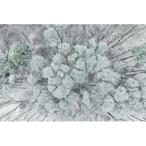 Day, Richard and Susan 아티스트의 Aerial view of woods and white pine trees after a snowfall-Marion County-Illinois작품입니다.